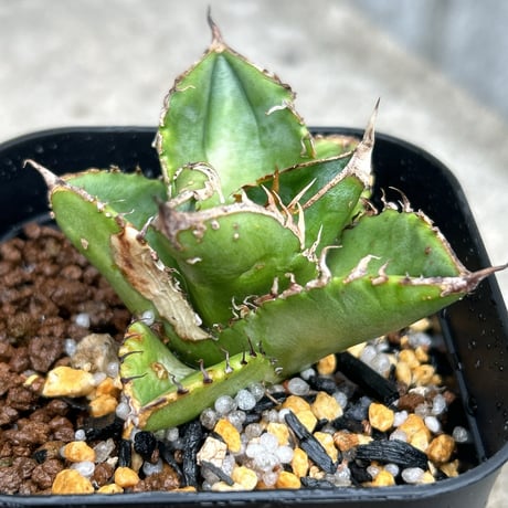 アガベチタノタ星空 | STORES