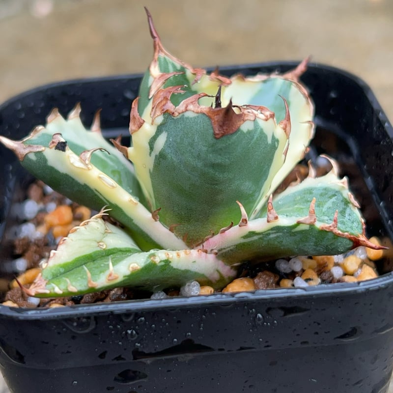 アガベ チタノタ 姫巌竜錦 白覆輪錦 Agave titanota Princess Roc