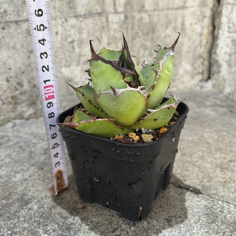 アガベチタノタオアハカ 子株2株付き agave titanota oaxaca鉢付き発送