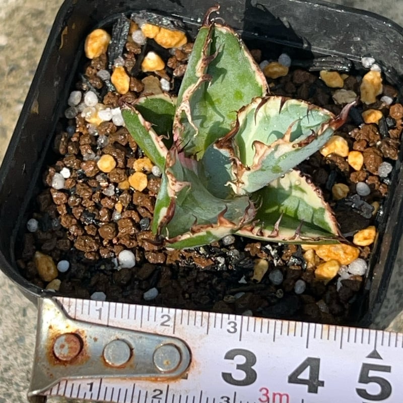 アガベ チタノタ BB錦（白覆輪斑） 親株出品 アガベ チタノタ BB錦 白覆輪斑 ブラックアンドブルー錦 発根