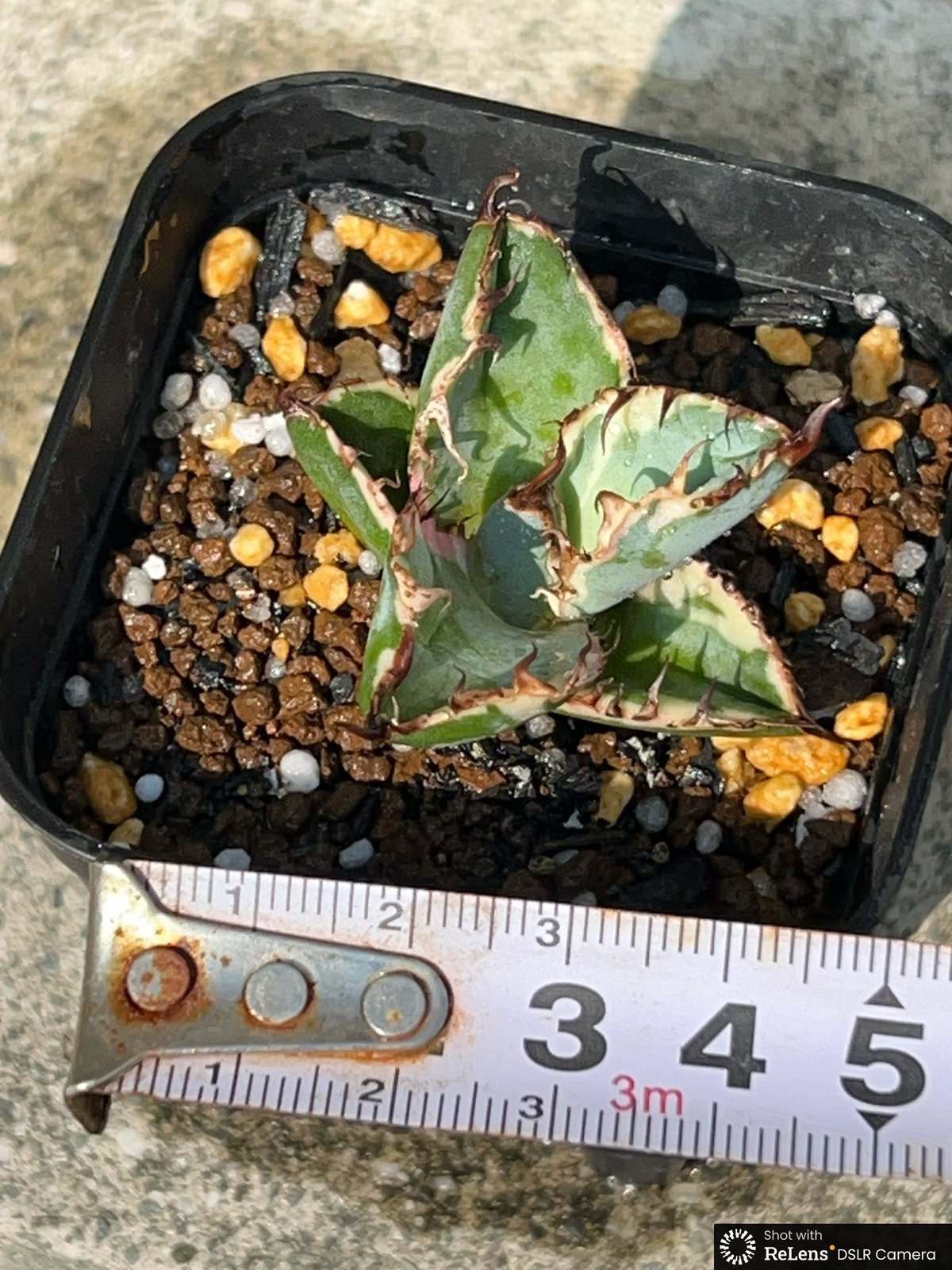 アガベ チタノタ ブラックアンドブルー 錦 白覆輪錦 Agave