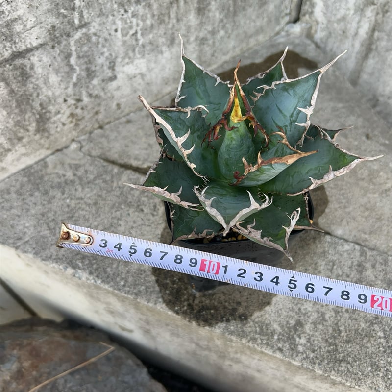 アガベ チタノタ 海王 鉢付き発送 | blackmonster plants