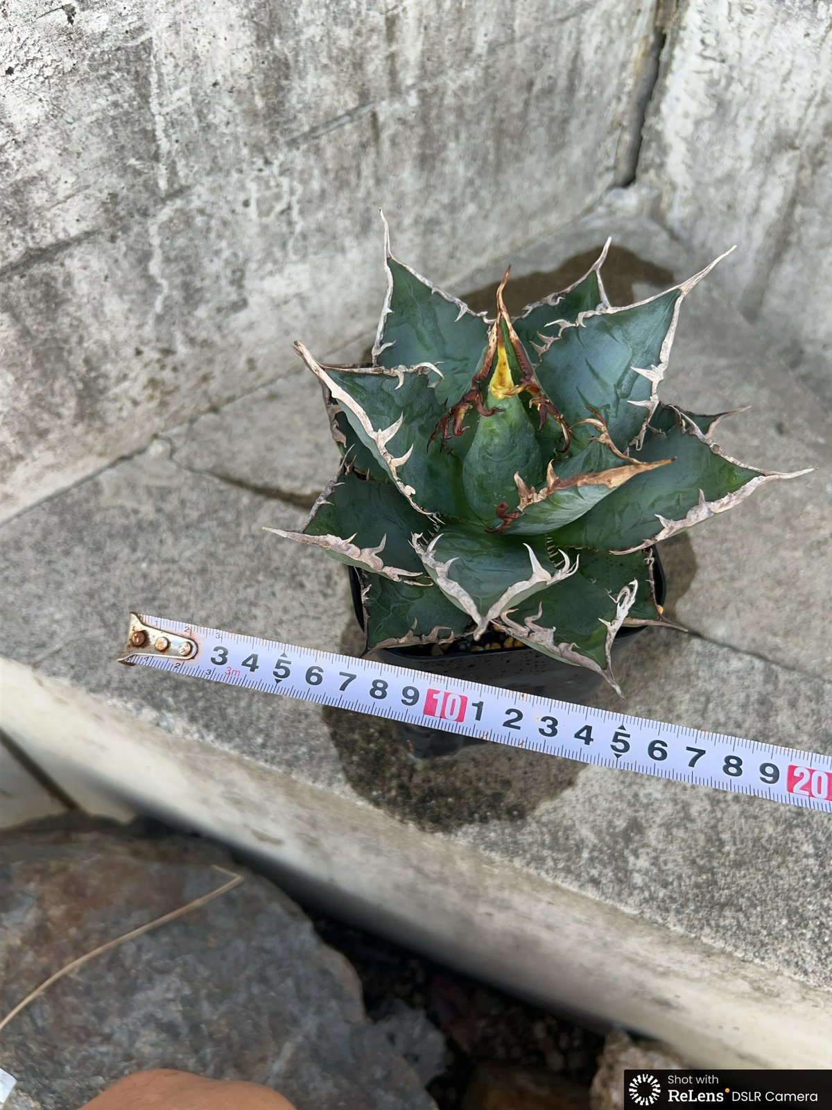 アガベ 中型 黒鉢 海王 チタノタ アガベ チタノタ 海王 鉢付き発送 | blackmonster plants