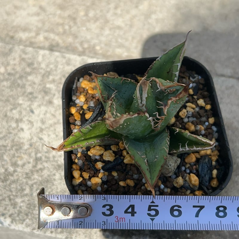 特選！　アガベ　チタノタ　オテロイ　豆豆龍　トトロ　ブツブツ　極上株 アガベ チタノタ 豆豆龍 Agave titanota totoro トトロ 鉢付き