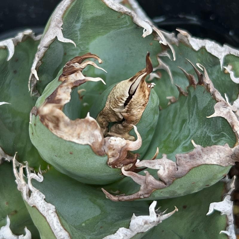 アガベ チタノタ 包心龍 Agave titanota Baoxinlong 鉢付き発送