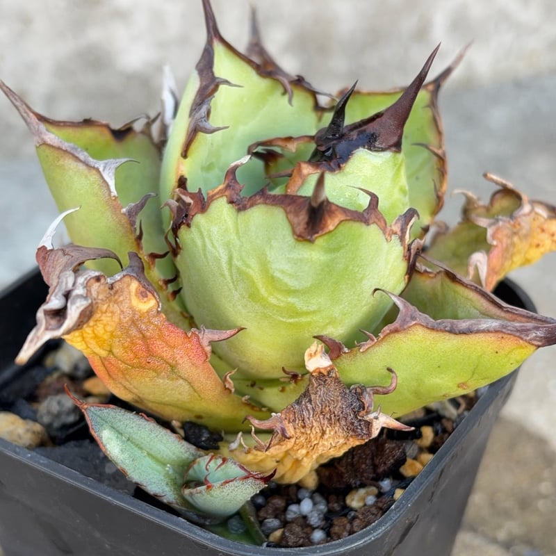 アガベチタノタオアハカ 子株2株付き Agave titanota oaxaca 鉢付き