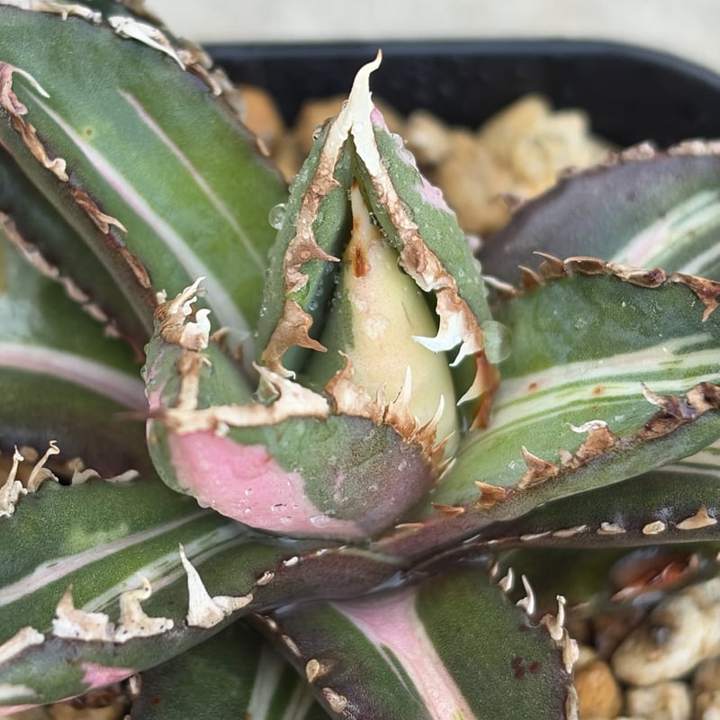 アガベ チタノタ 狼人錦 中斑錦 Agave titanota were wolf White
