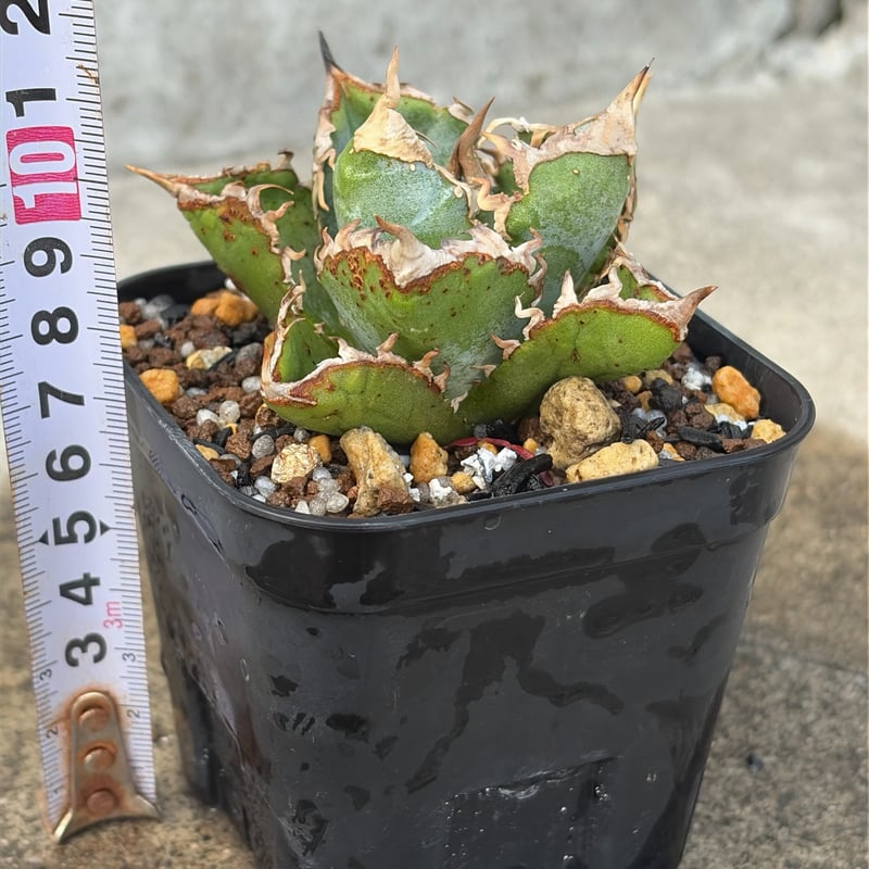 アガベ チタノタ 清櫻 