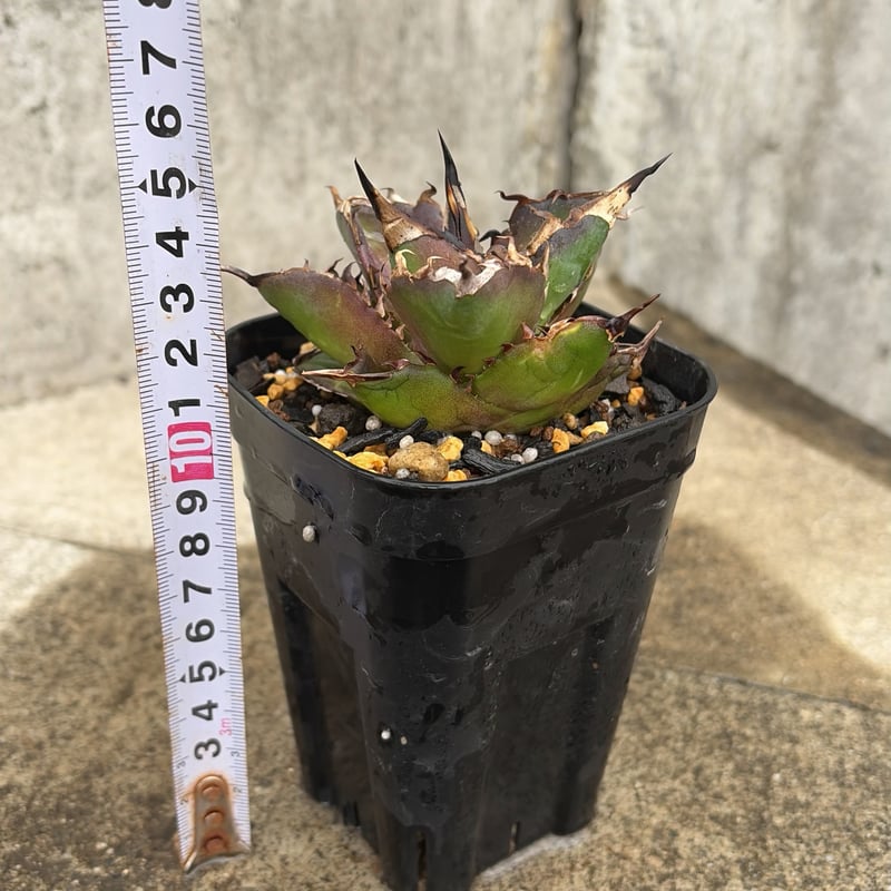 陽炎、美形】アガベチタノタハデス 黒帝斯 恐竜牙歯 鉢付き発送