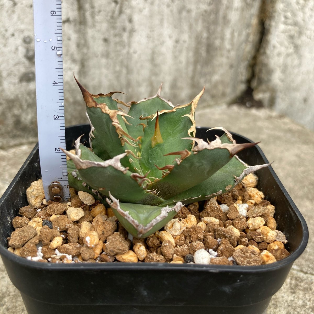 アガベ チタノタ FO-076 逆刺 Agave titanota 中株① 鉢付き発送 | ...