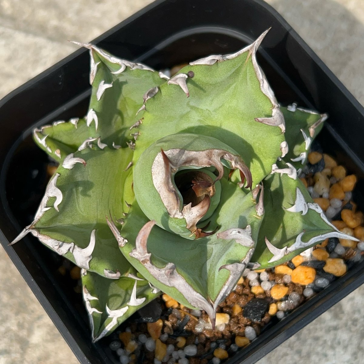 アガベ　チタノタ　プテラノドン　'翼竜' アガベ チタノタ 翼竜 プテラノドン Agave titanota Pteranodon