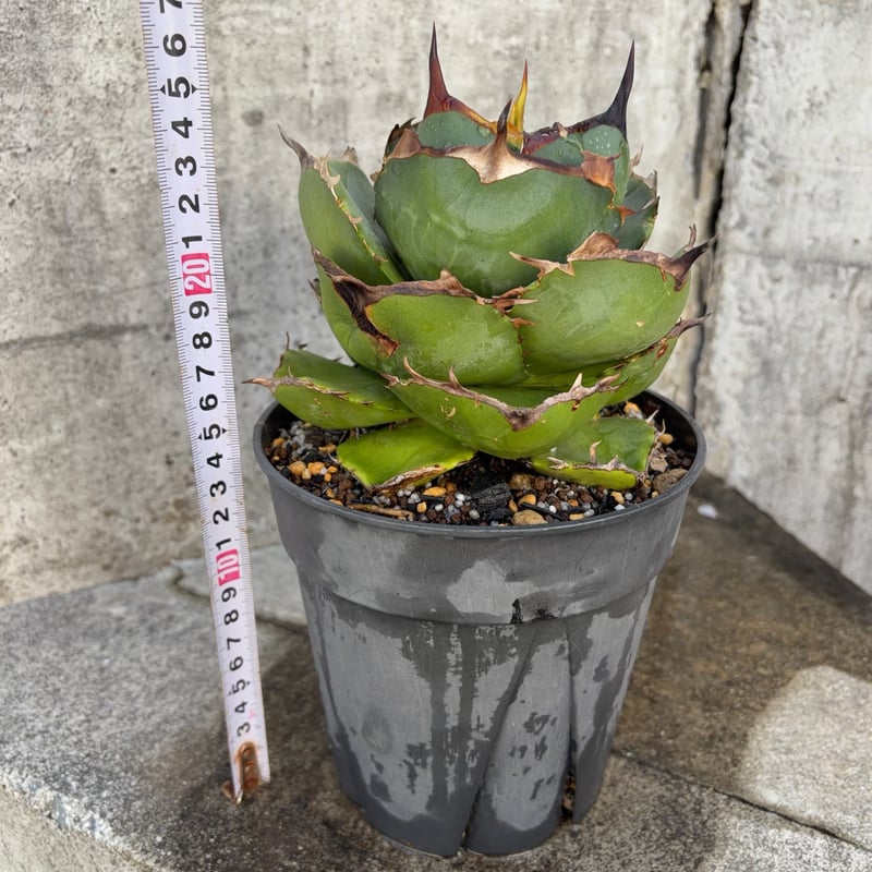 アガベ ジャガーノート 純血 鉢付き発送 | blackmonster plants
