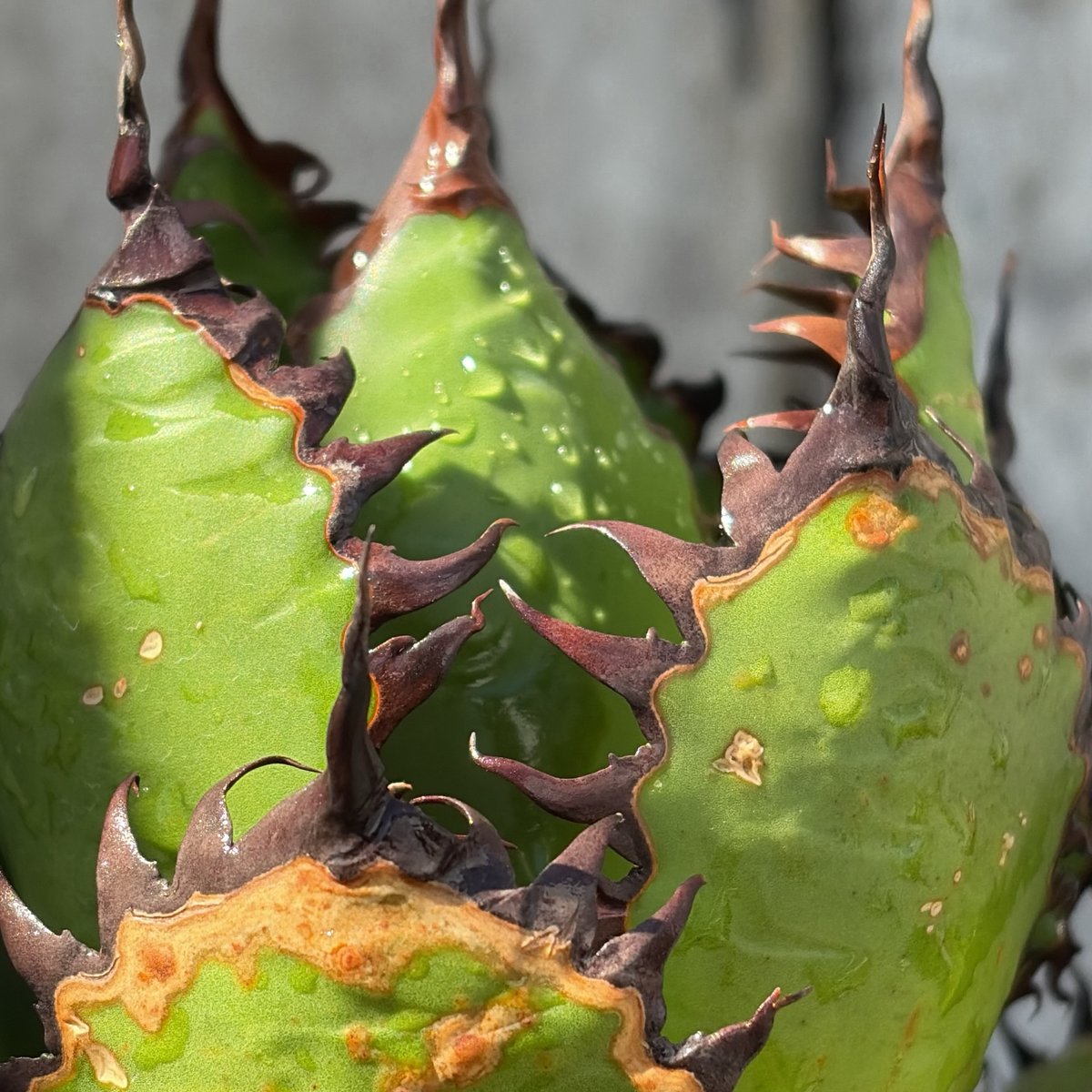 アガベ ホリダ Agave horrida 鉢付き発送 | blackmonster pla