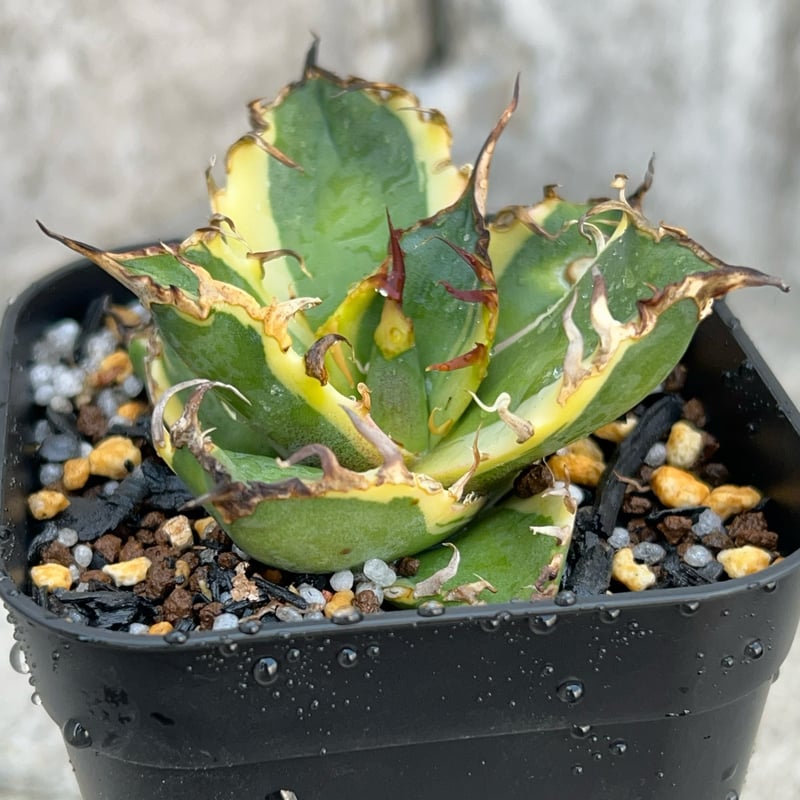 アガベ スーパーシーザー錦 PREMIUM】 抜き苗 スーパーシーザー Agave titanota 'Super Caesar