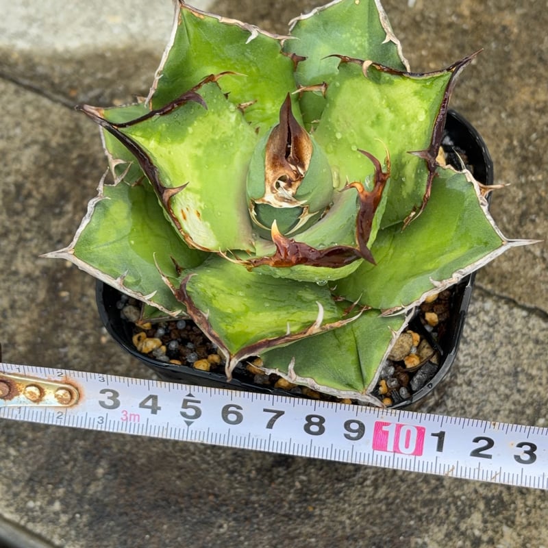 アガベチタノタ白犀牛 Agave titanota White Rhino 鉢付き発送 |