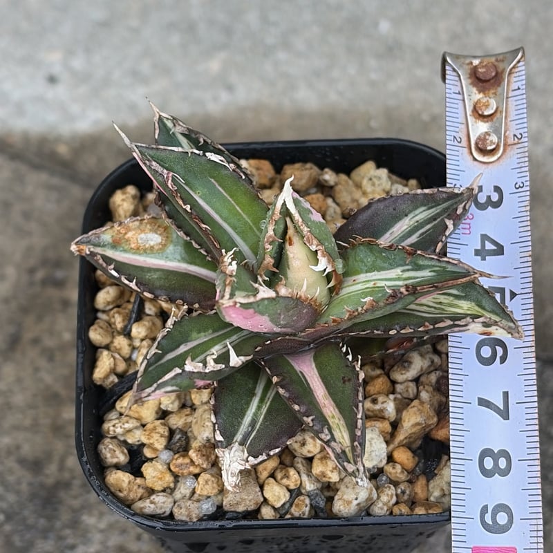 アガベ チタノタ 狼人錦 中斑錦 Agave titanota were wolf White
