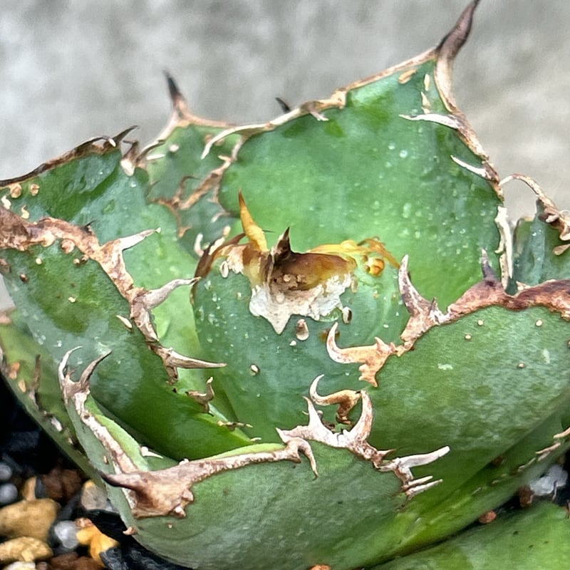 アガベ チタノタ 星空 Agave titanota starry sky 鉢付き発送 |