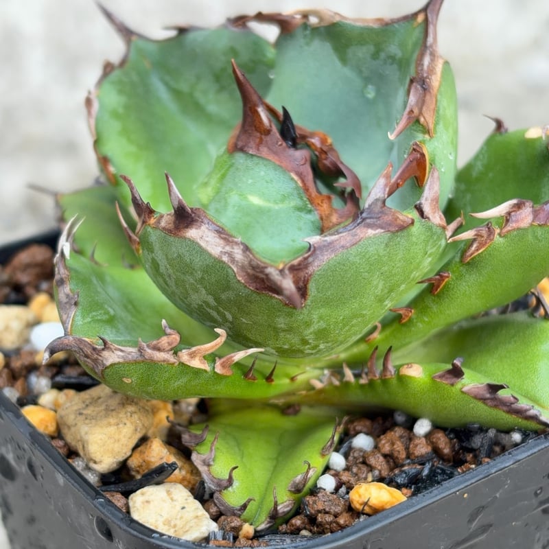 アガベ チタノタ翼竜 Agave titanota Pteranodon 鉢付き発送 |