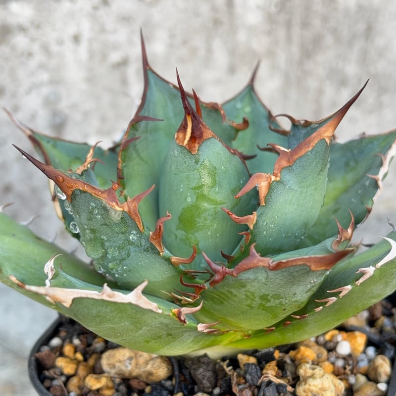アガベチタノタオアハカ 子株多数付き Agave titanota oaxaca 鉢付き