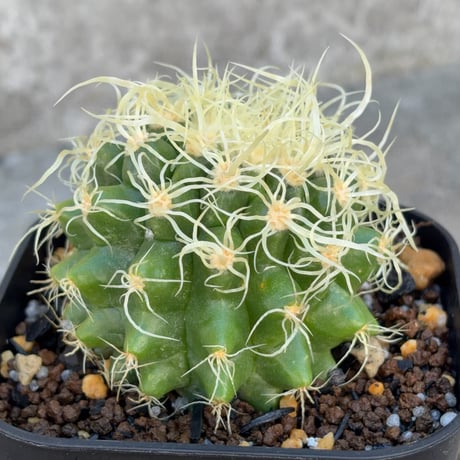 サボテン  電棘金鯱 キンシャチEchinocactus grusonii “Golden Barrel Cactus”鉢付き発送