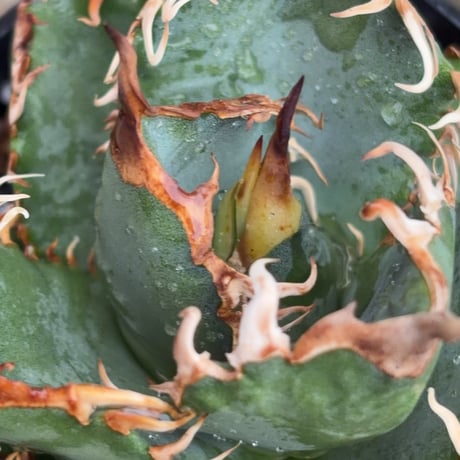 アガベオテロイオアハカ Agave oteroi “Oaxaca”鉢付き発送