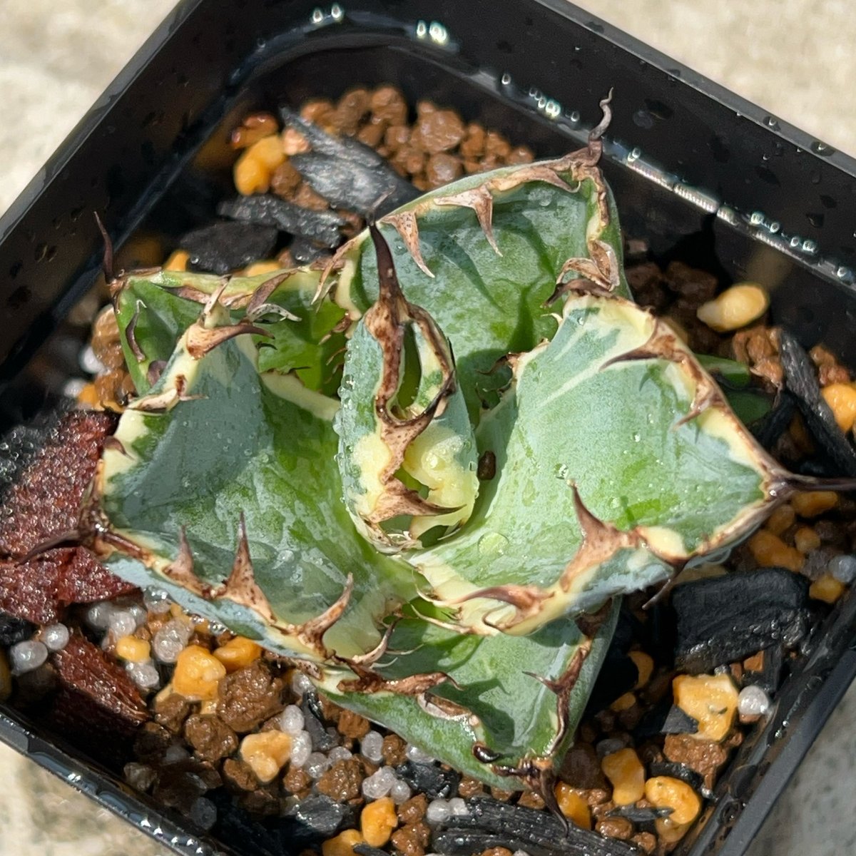 アガベ チタノタ ブラックアンドブルー 錦 白覆輪錦 Agave