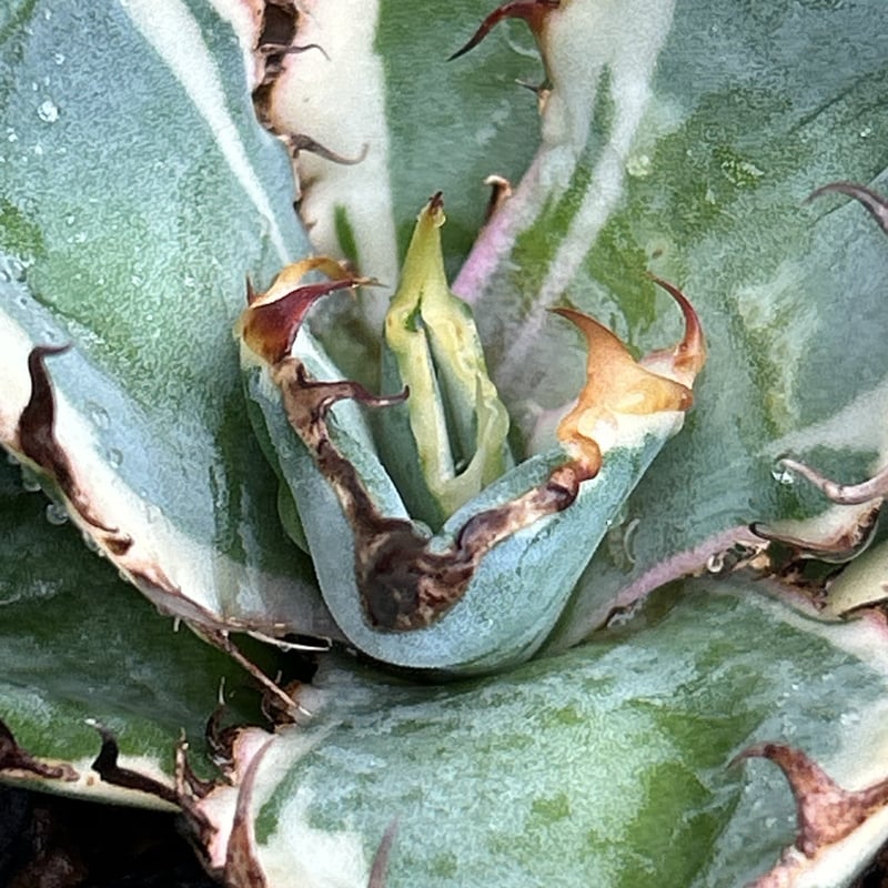 アガベ チタノタ ブラックアンドブルー 錦 白覆輪錦 Agave titanota Bla