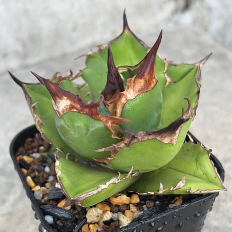 白犀牛　アガベ　中株③ 白犀牛 | STORES