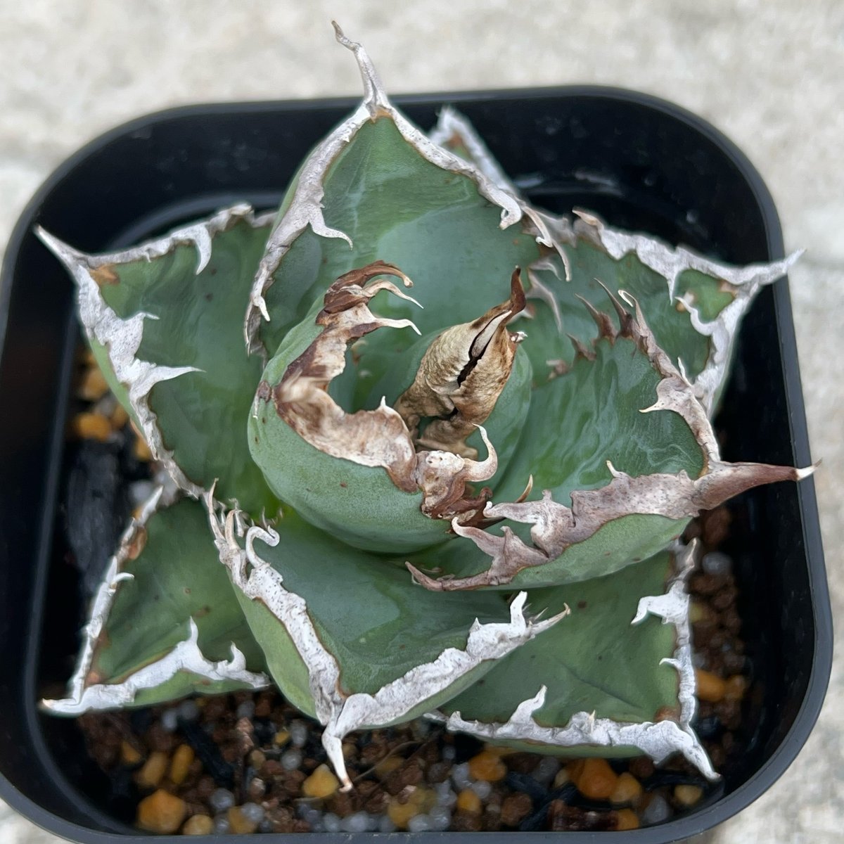 アガベ チタノタ 包心龍 Agave titanota Baoxinlong 鉢付き発送