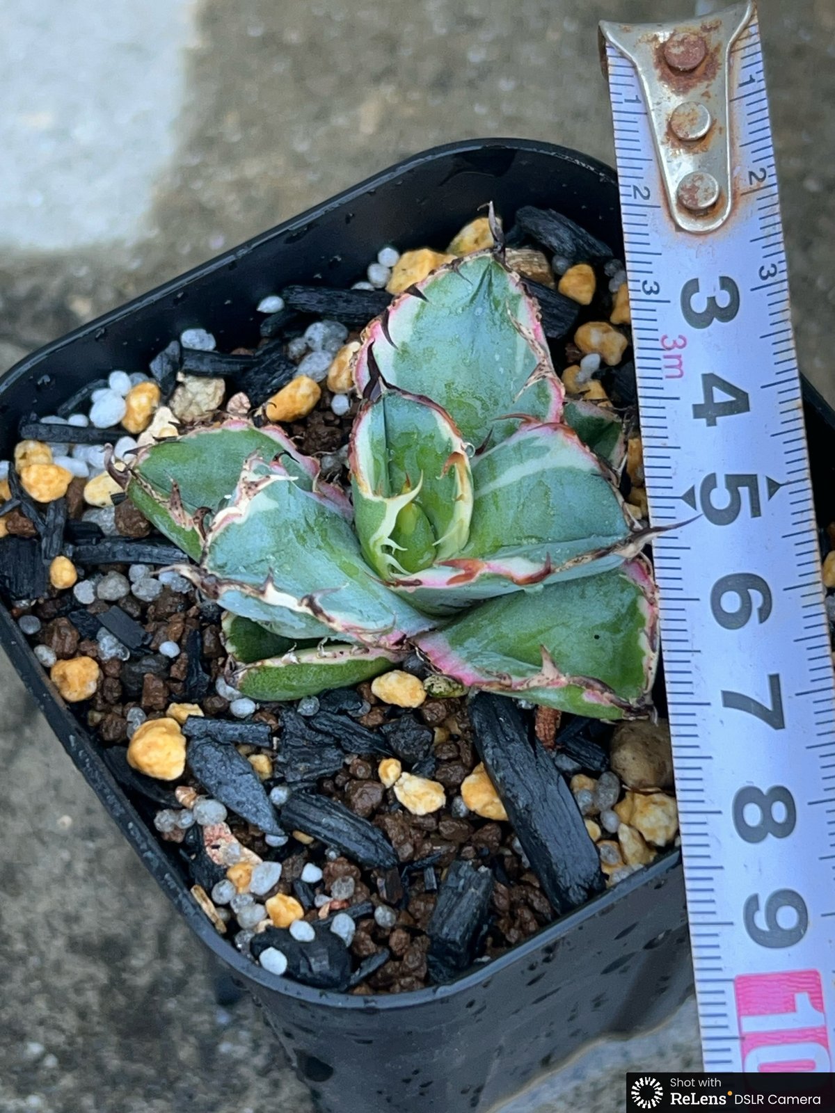 アガベ チタノタ ブラックアンドブルー 錦 白覆輪錦 Agave titanota Bla