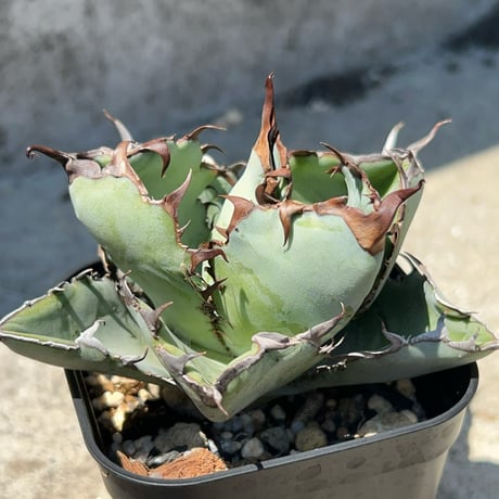 アガベ ブラックアンドブルー アガベ チタノタ ブラックアンドブルー Agave titanota Black