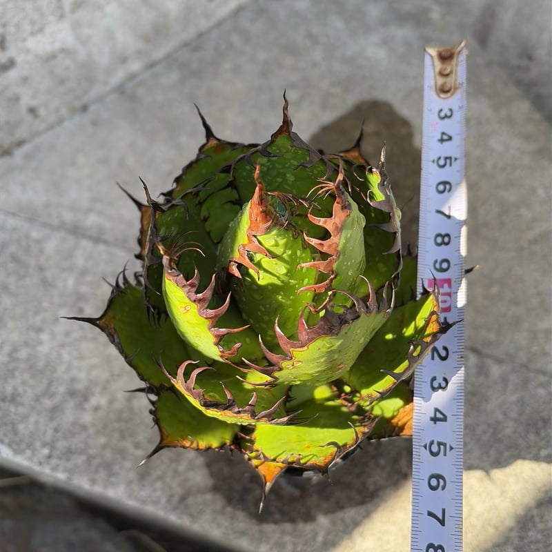 アガベ　ホリダ　鉢付き アガベ ホリダ Agave horrida no.32229 | 芽の巣山