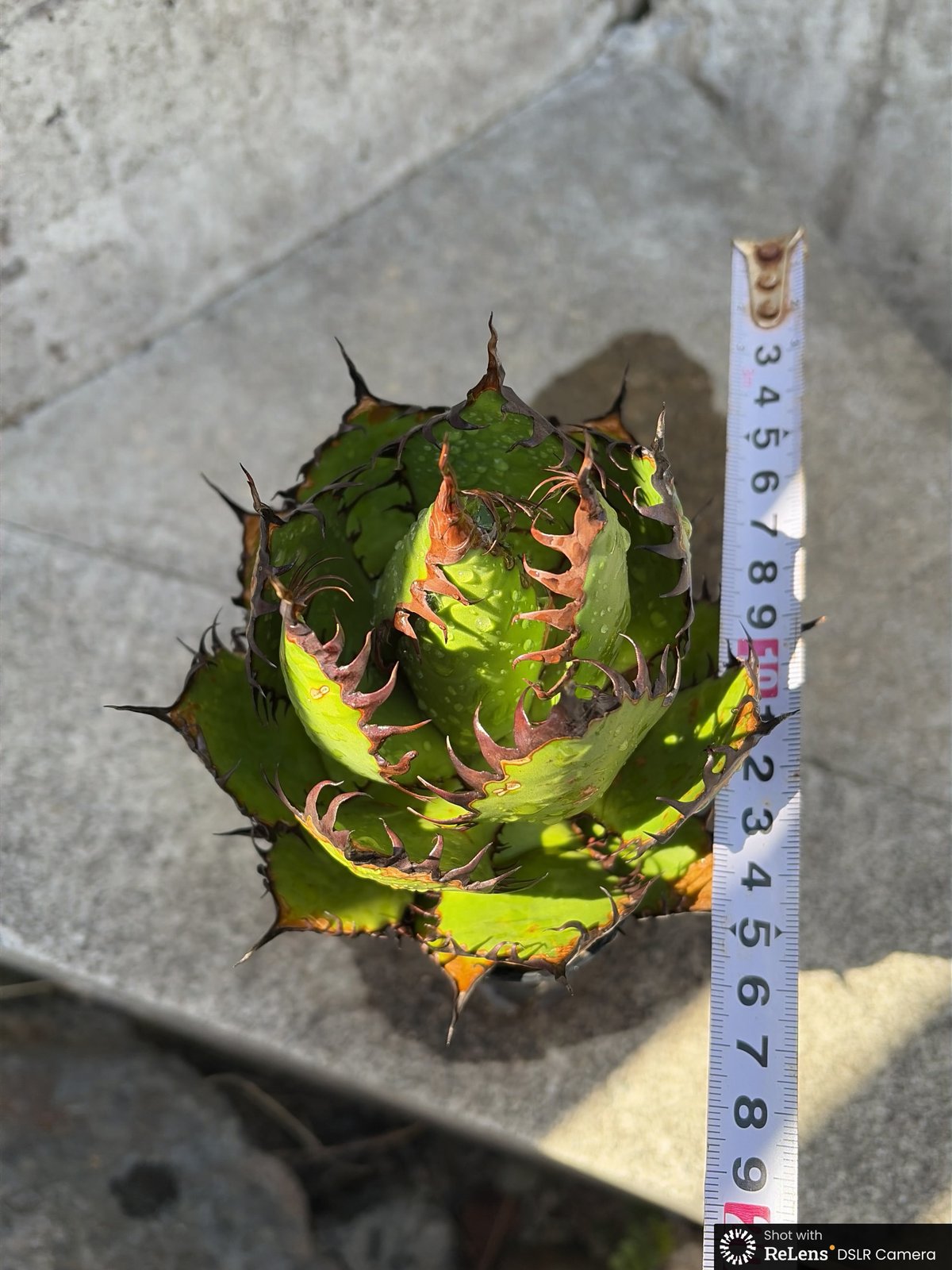 アガベ ホリダ Agave horrida 鉢付き発送 | blackmonster pla