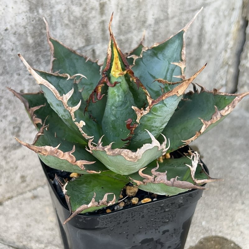 アガベ チタノタ 海王 鉢付き発送 | blackmonster plants