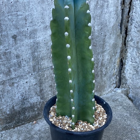 特大株❗️ウチワサボテン　ベレン　 直径35センチ以上❗️ 特大株❗️ウチワサボテンベレン 直径35センチ以上❗️