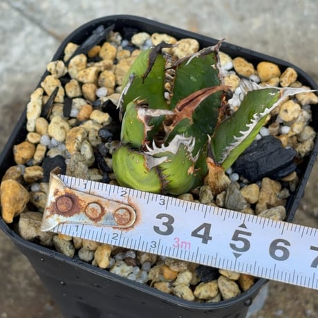 アガベ ホリダ ブツブツ表棘 Agave horrida 鉢付き発送