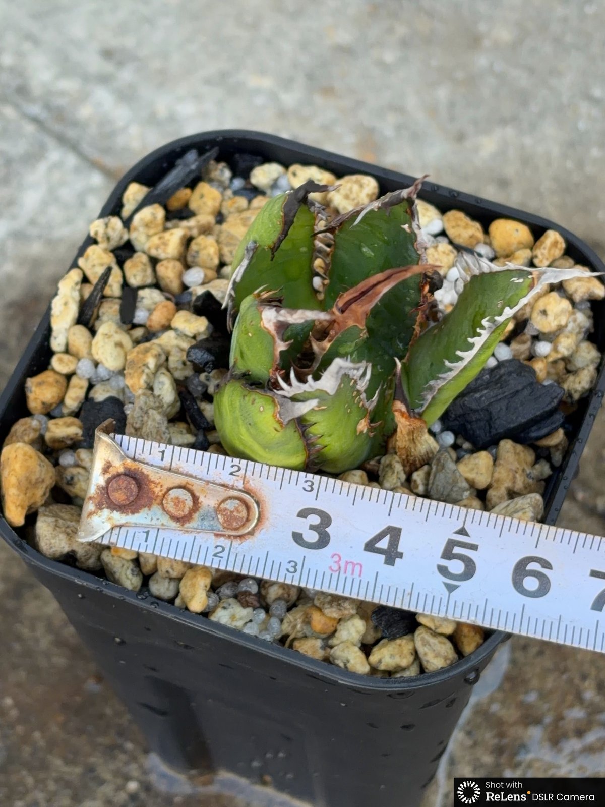 アガベ ホリダ ブツブツ表棘 Agave horrida 鉢付き発送 | blackmons