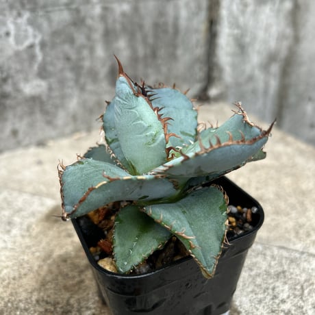 oaxaca oteroi Blue special 現地実生 ブルースペシャ Agave Oteroi - Etsy