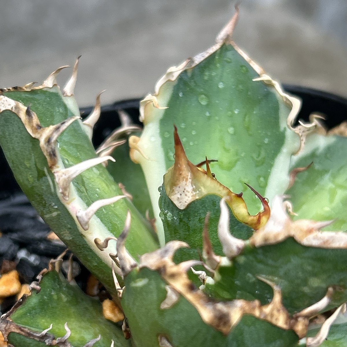 アガベ チタノタ レッドキャットウィーズル錦 地獄猫 赤猫錦 白覆輪斑