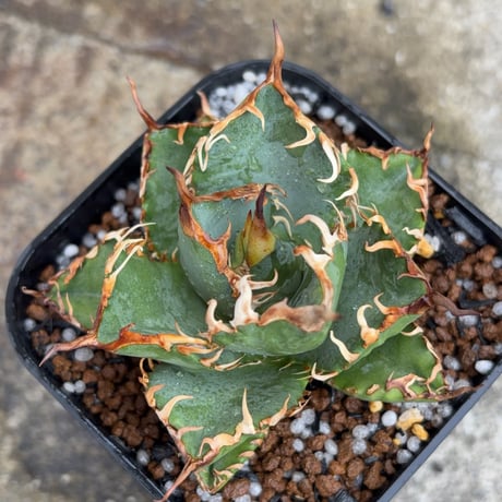 アガベオテロイオアハカ Agave oteroi “Oaxaca”鉢付き発送