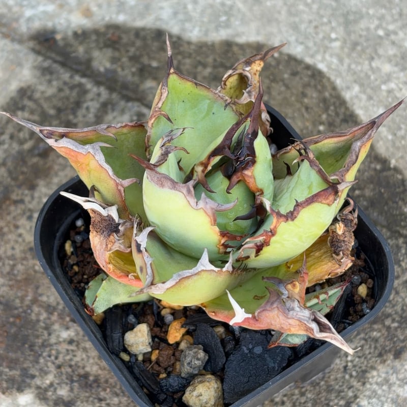 アガベ　チタノタ　オアハカ子株 アガベチタノタオアハカ 子株2株付き Agave titanota oaxaca 鉢付き
