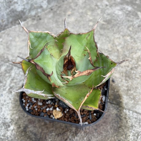 アガベオテロイオアハカ 子株付き Agave oteroi “Oaxaca”鉢付き発送
