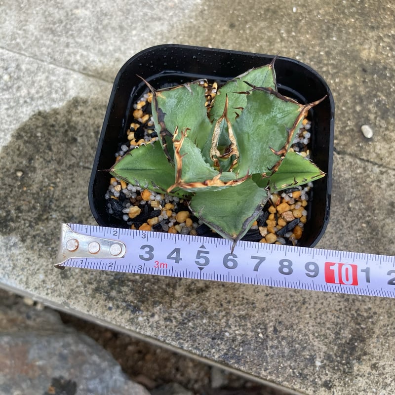アガベ 鉢植発送 ドラゴンアガベ スナグルトゥース 暴牙 特選 大