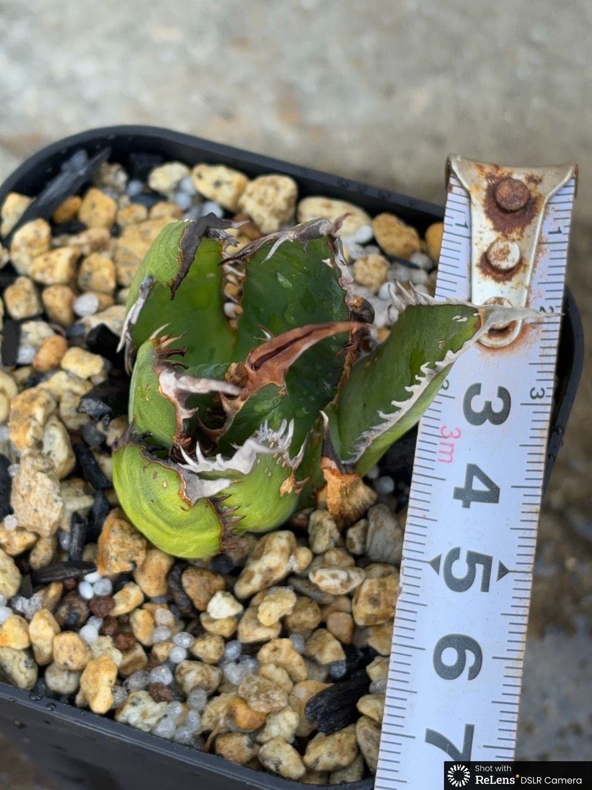 アガベ ホリダ ブツブツ表棘 Agave horrida 鉢付き発送 | blackmons