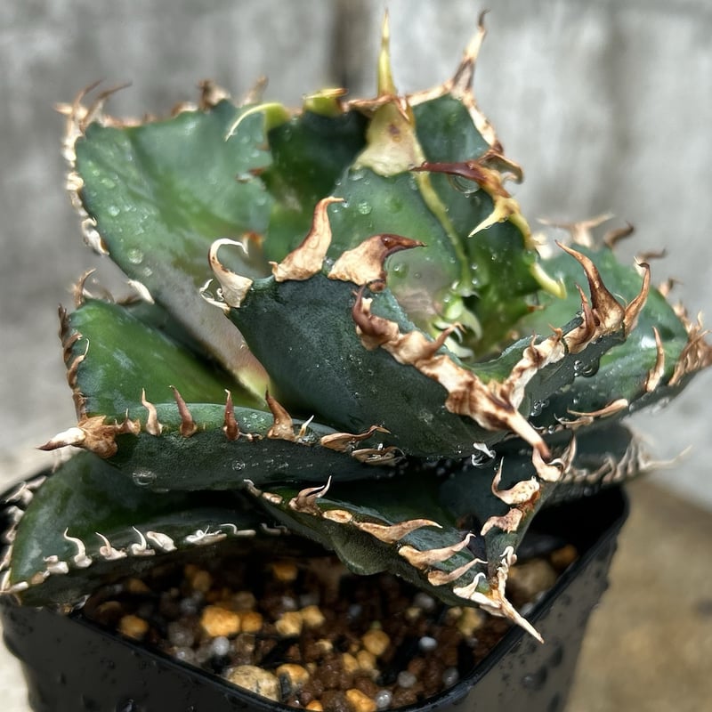 写真現物　アガベチタノタ金剛 写真現物 アガベチタノタ金剛