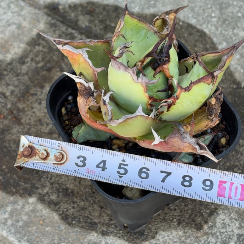 アガベチタノタオアハカ 子株2株付き Agave titanota oaxaca 鉢付き