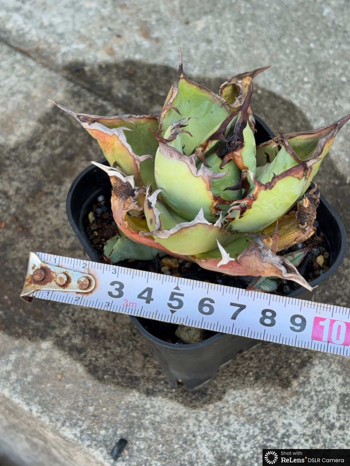アガベチタノタオアハカ 子株2株付き Agave titanota oaxaca 鉢付き