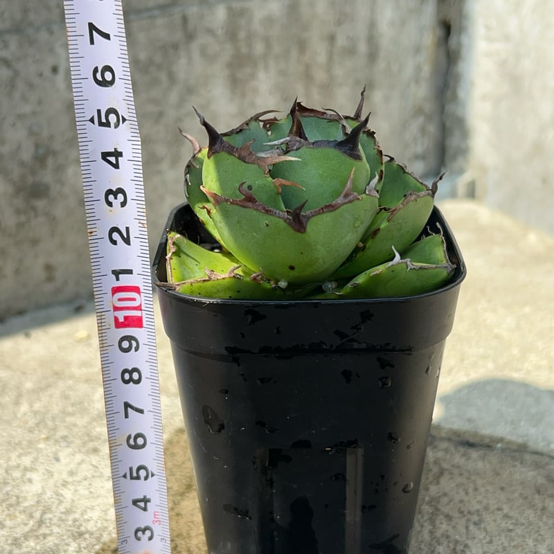 アガベ　ジャガーノート純血　鉢付 アガベ ジャガーノート 純血 鉢付き発送 | blackmonster plants