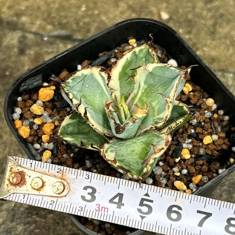 アガベ チタノタ ブラックアンドブルー 錦 白覆輪錦 Agave titanota Bla