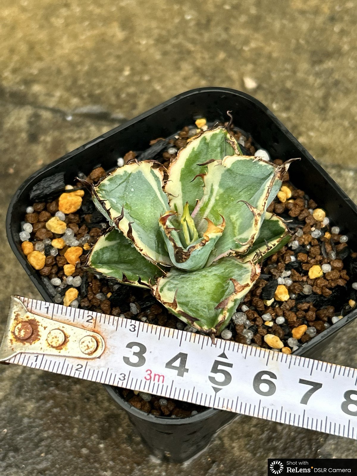 アガベ　チタノタ　ブラックアンドブルー錦 アガベ チタノタ ブラックアンドブルー 錦 白覆輪錦 Agave titanota Bla